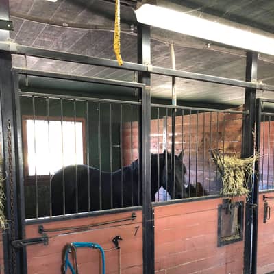 Cheval noir dans son box aux portes de bois et barreaux noirs, foin accroché à la grille