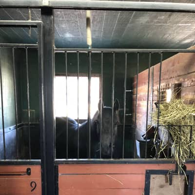 Cheval gris qui regarde à travers la grille de son box, près du filet à foin